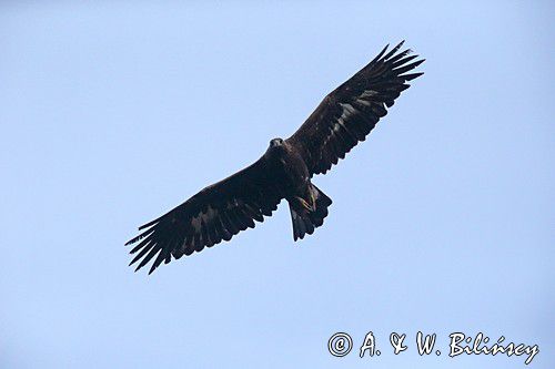 Orzeł przedni, zys, Aquila chrysaetos