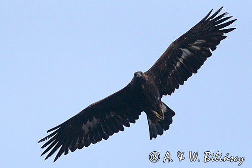 Orzeł przedni, zys, Aquila chrysaetos