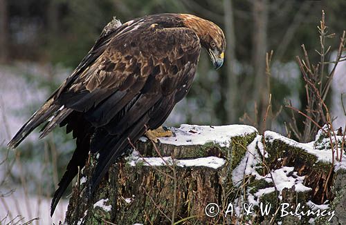 Orzeł Przedni, Aquila chrysaetos