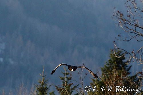 Orzeł przedni, zys, Aquila chrysaetos