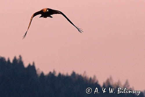 Orzeł przedni, zys, Aquila chrysaetos
