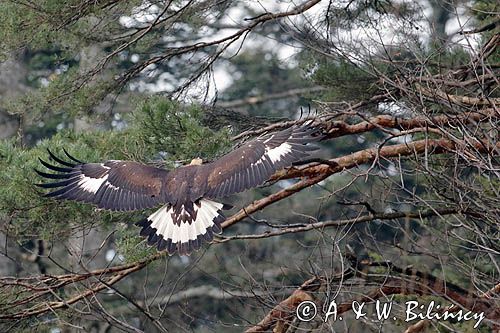 Orzeł przedni, zys, Aquila chrysaetos