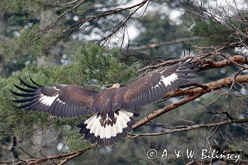 Golden Eagle,  (Aquila chrysaetos) Orzeł przedni, zys phot. A&W Bilińscy