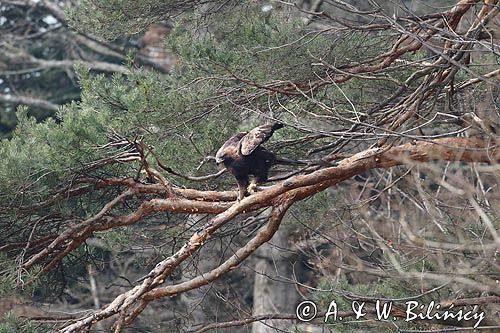 Orzeł przedni, zys, Aquila chrysaetos