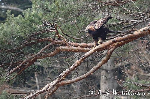 Orzeł przedni, zys, Aquila chrysaetos