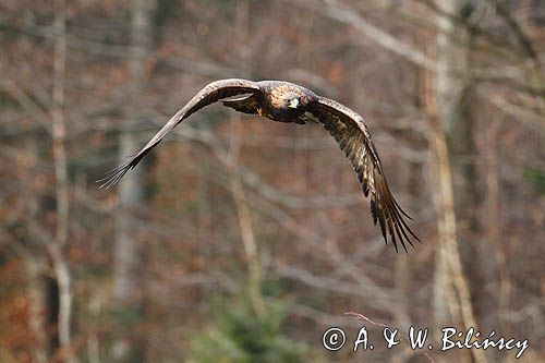 Orzeł przedni, zys, Aquila chrysaetos