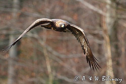 Orzeł przedni, zys, Aquila chrysaetos