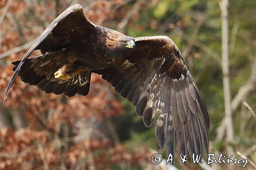 Orzeł przedni, zys, Aquila chrysaetos