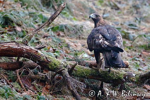 Orzeł przedni, zys, Aquila chrysaetos