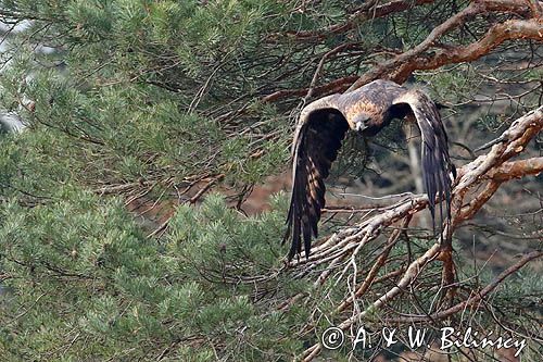 Orzeł przedni, zys, Aquila chrysaetos
