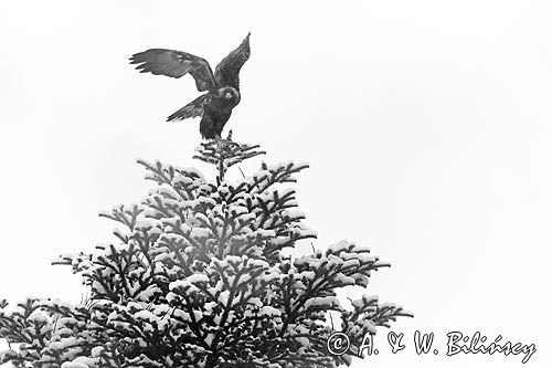 Orzeł przedni, zys, Aquila chrysaetos