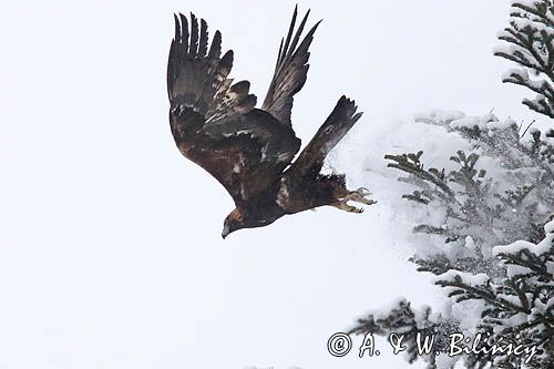 Orzeł przedni, zys, Aquila chrysaetos