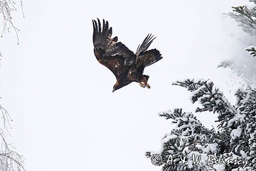 Orzeł przedni, zys, Aquila chrysaetos