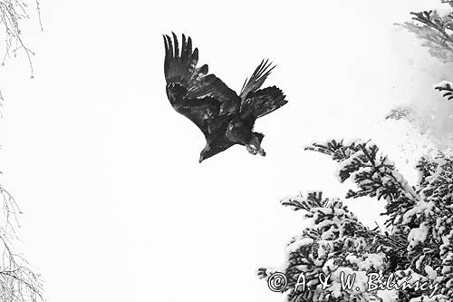 Orzeł przedni, zys, Aquila chrysaetos