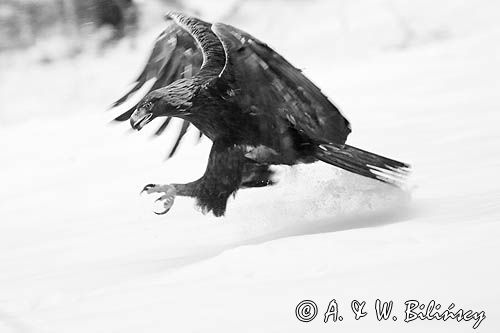 Orzeł przedni, zys, Aquila chrysaetos