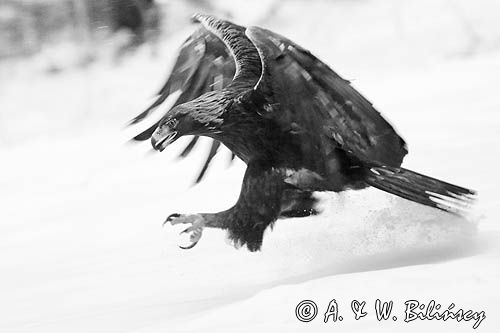 Orzeł przedni, zys, Aquila chrysaetos