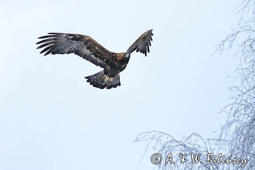 Orzeł przedni, zys, Aquila chrysaetos