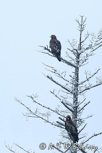 Orzeł przedni, zys, Aquila chrysaetos