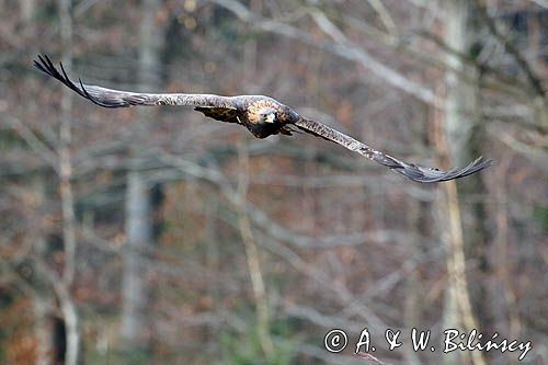 Orzeł przedni, zys, Aquila chrysaetos