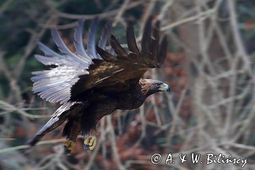 Orzeł przedni, zys, Aquila chrysaetos