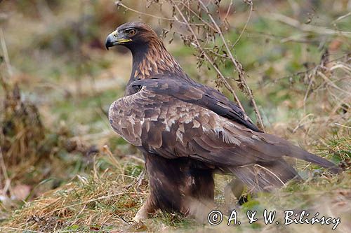 Orzeł przedni, zys, Aquila chrysaetos