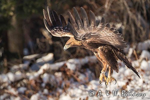 Orzeł przedni, zys, Aquila chrysaetos, Bieszczady