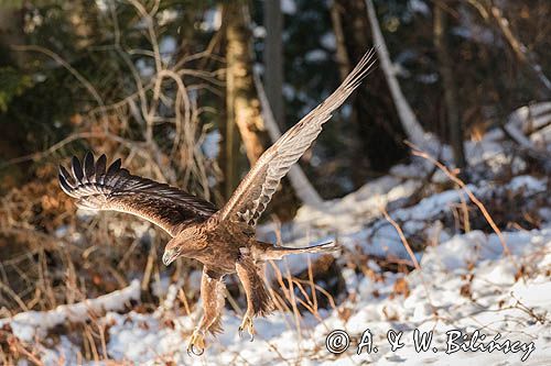 Orzeł przedni, zys, Aquila chrysaetos, Bieszczady