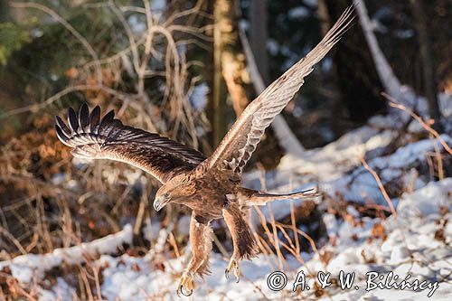 Orzeł przedni, zys, Aquila chrysaetos, Bieszczady