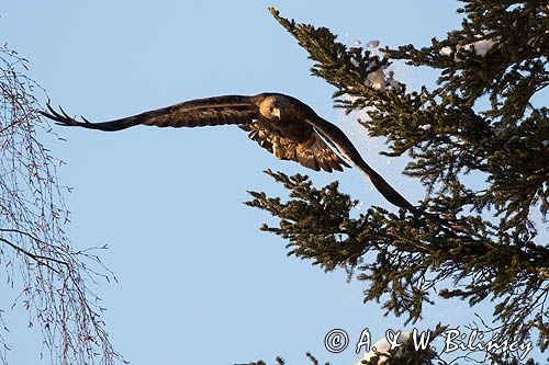 Orzeł przedni, zys, Aquila chrysaetos