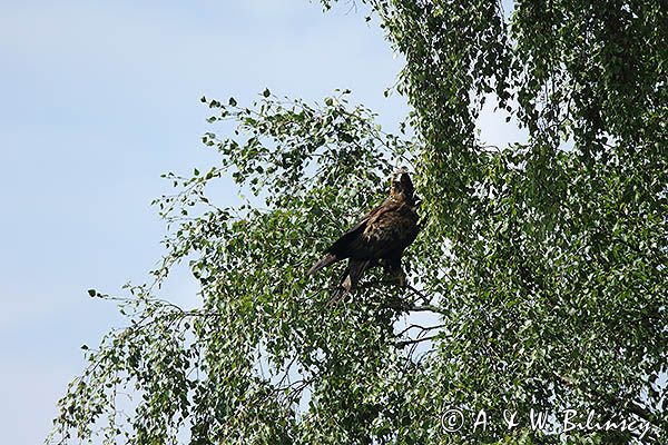 Orzeł przedni, zys, Aquila chrysaetos