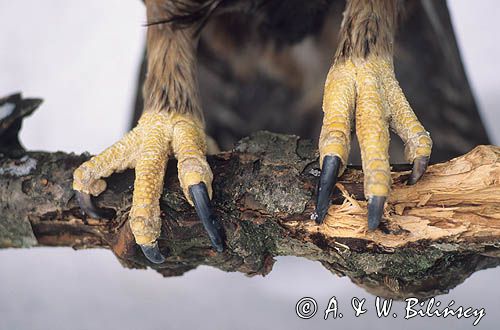 orzeł przedni, Aquila chrysaetos, szpony