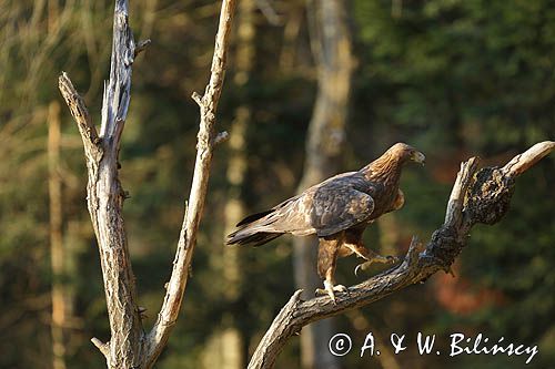 Orzeł przedni, zys, Aquila chrysaetos