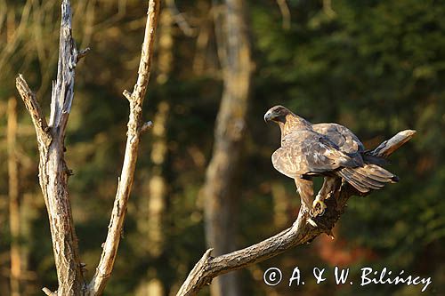 Orzeł przedni, zys, Aquila chrysaetos