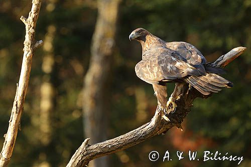 Orzeł przedni, zys, Aquila chrysaetos