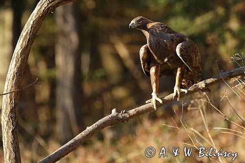 Orzeł przedni, zys, Aquila chrysaetos