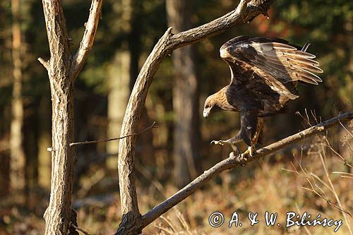 Orzeł przedni, zys, Aquila chrysaetos