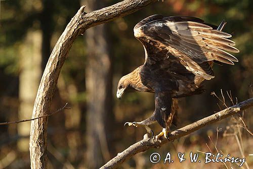 Orzeł przedni, zys, Aquila chrysaetos