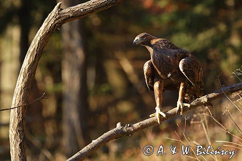 Orzeł przedni, zys, Aquila chrysaetos