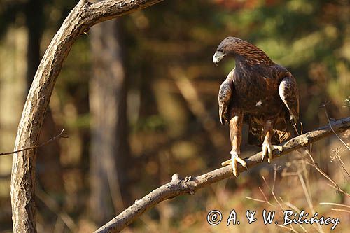 Orzeł przedni, zys, Aquila chrysaetos