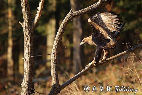 Orzeł przedni, zys, Aquila chrysaetos