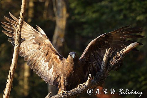 Orzeł przedni, zys, Aquila chrysaetos