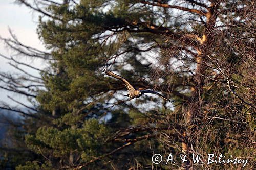 Orzeł przedni, zys, Aquila chrysaetos