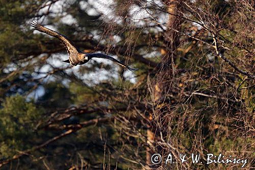 Orzeł przedni, zys, Aquila chrysaetos