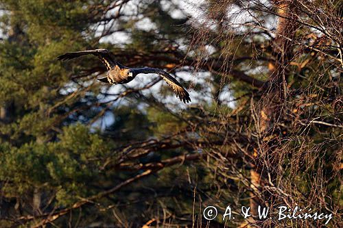 Orzeł przedni, zys, Aquila chrysaetos