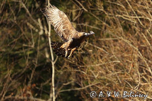 Orzeł przedni, zys, Aquila chrysaetos