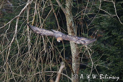 Orzeł przedni, zys, Aquila chrysaetos