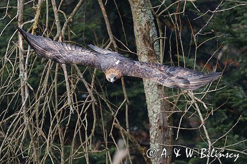 Orzeł przedni, zys, Aquila chrysaetos