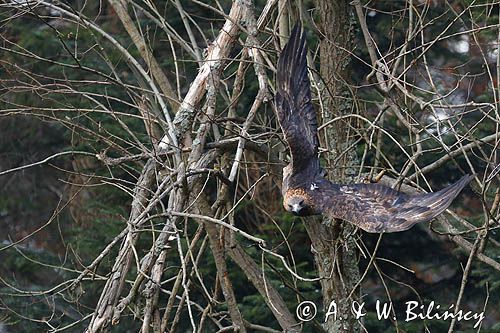 Orzeł przedni, zys, Aquila chrysaetos