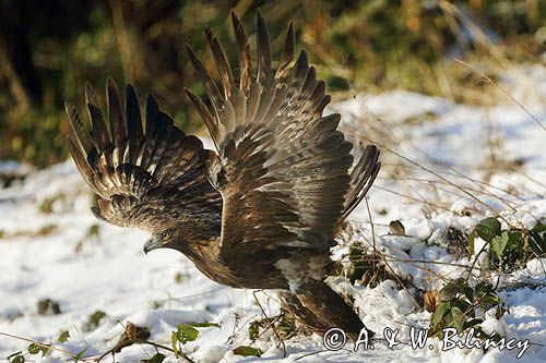 Orzeł przedni, zys, Aquila chrysaetos