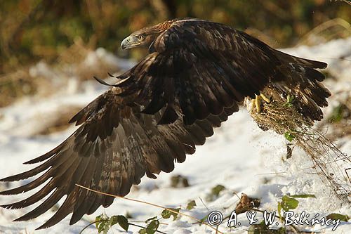 Orzeł przedni, zys, Aquila chrysaetos